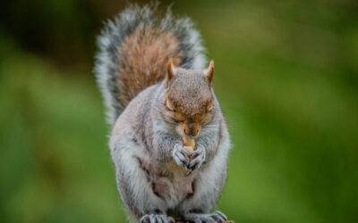 Cashews and peanuts: a family affair... botany!